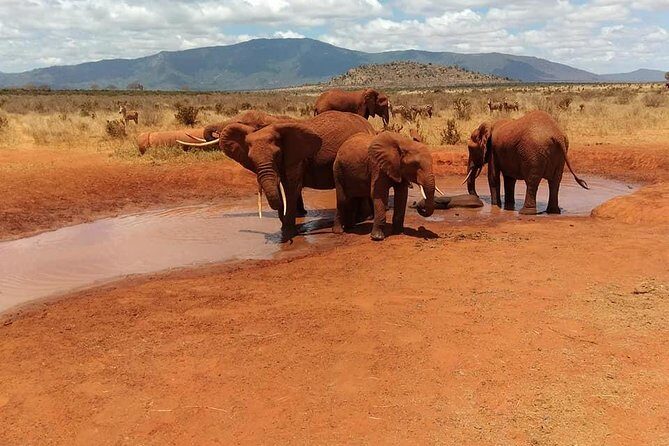 3 Days safari Tsavo East and Amboseli national park. - The Logistics: Comfort, Convenience, and Value