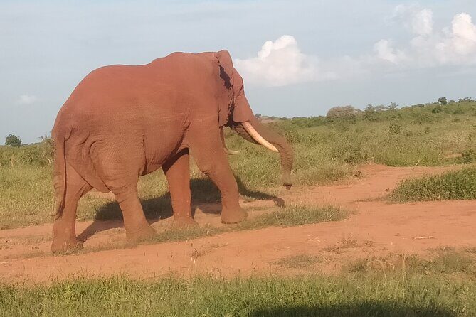 3 Days safari Tsavo East and Amboseli national park. - Who Will Love This Safari?