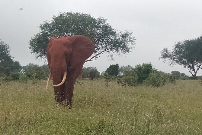 3 Days safari Tsavo East and Amboseli national park. - The Sum Up: Is This Safari Right for You?