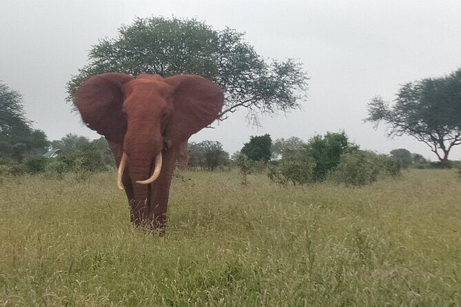 3 Days safari Tsavo East and Amboseli national park. - FAQ