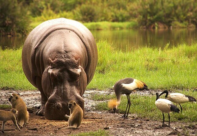 3 Days Safari Tsavo East and Taita Hills Saltlick Lodge - The Value Proposition: Is It Worth It?