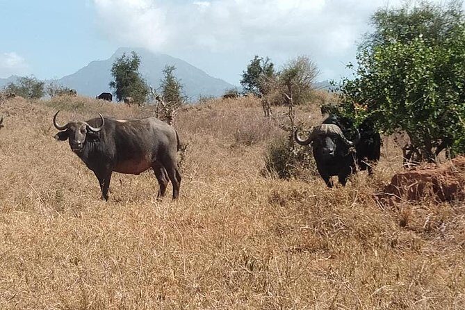 3 days safari Tsavo East and Taita hills (Saltlick lodge) - Key Points