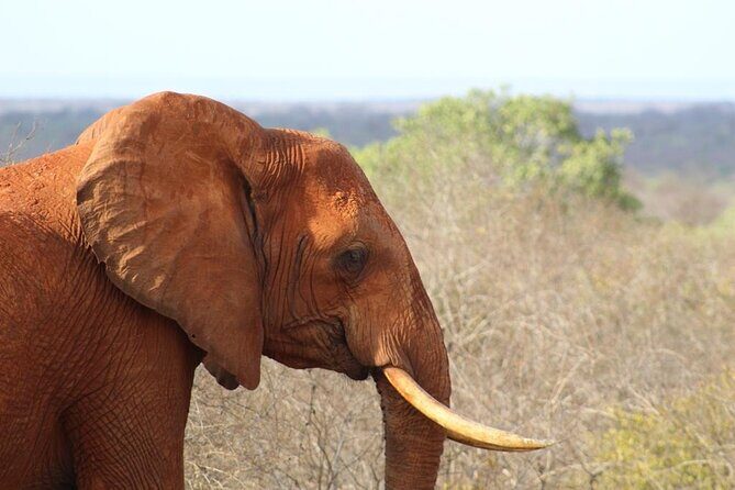 3 days safari Tsavo East and Taita hills (Saltlick lodge) - What Do the Reviews Say?
