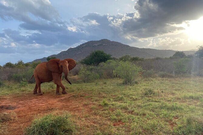 3 days safari Tsavo East and Taita hills (Saltlick lodge) - The Value of This Safari