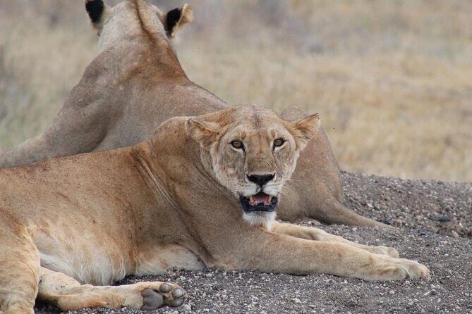 3 days safari Tsavo East and Taita hills (Saltlick lodge) - Who Is This Tour Best For?