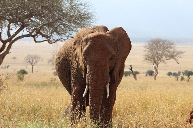 3 days safari Tsavo East and Taita hills (Saltlick lodge) - Final Thoughts