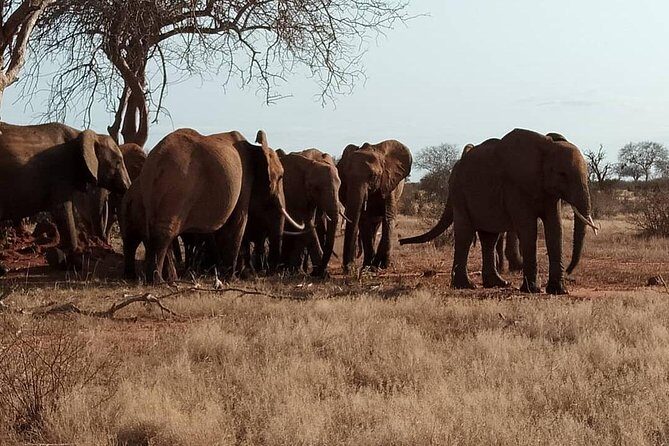 3 days safari Tsavo East and West - Key Points