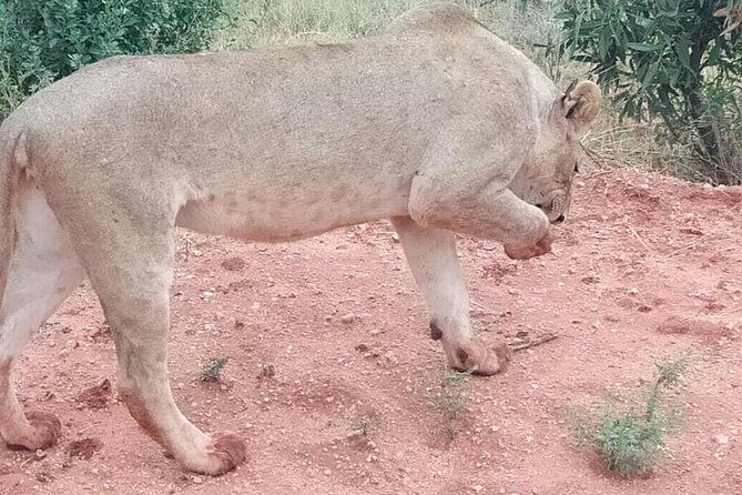 3 days safari Tsavo East and West - Who Will Love This Safari?