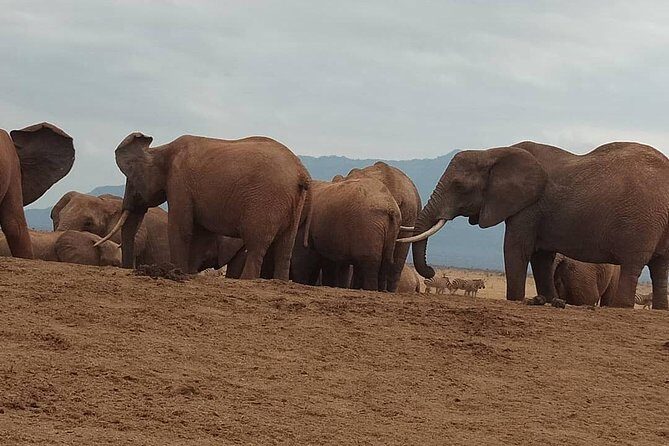 3 days safari Tsavo East and West - FAQ