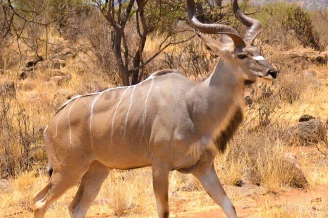 3 Days Samburu National Reserve Private Safari from Nairobi - Key Points