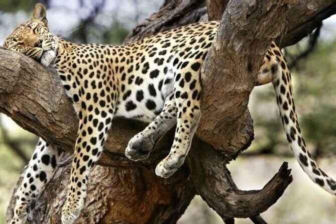 3 Days Samburu National Reserve Private Safari from Nairobi - Introduction: An Authentic Kenyan Safari Experience