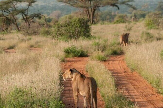 3 Days Samburu National Reserve Private Safari from Nairobi - FAQs