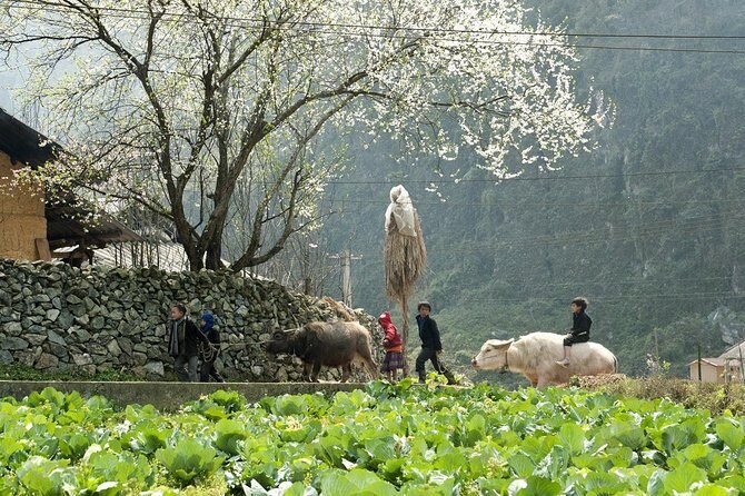 3 Days Sapa Tour with Night Train from Hanoi - The Value and Potential Drawbacks