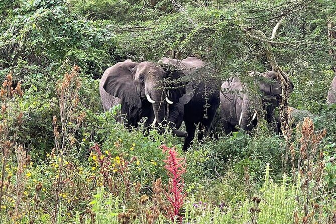 3 Days Selous (Nyerere National Park) - Exploring Nyerere National Park (Selous) — What to Expect