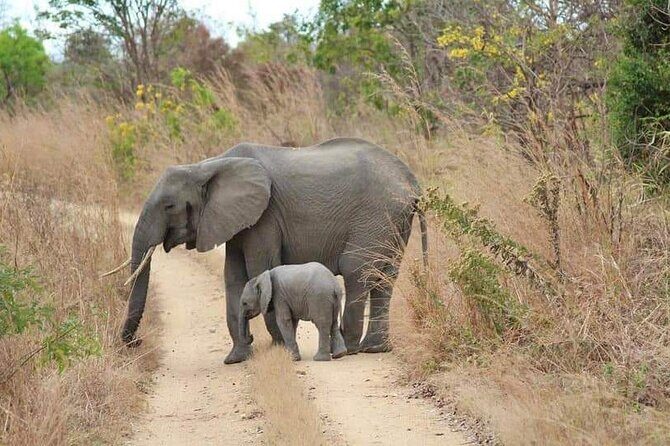 3 Days Selous (Nyerere National Park) - Final Thoughts — Is This Tour for You?