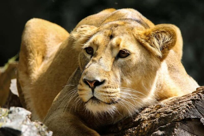 3 Days Selous/Nyerere NP : Game Drive, Boat & Walking Safari - Summary: Who Should Consider This Tour?