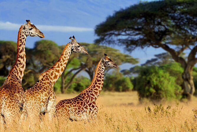 3 Days Serengeti and Ngorongoro Budget Tour - Who This Tour Is Best For