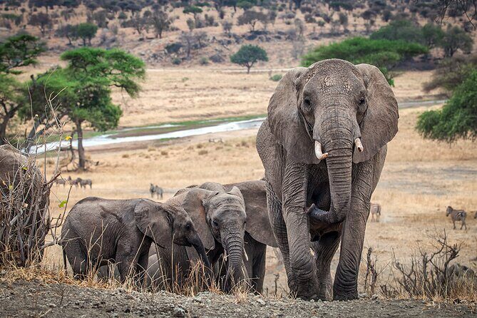 3 Days Serengeti and Ngorongoro Crater Safari from Mwanza to Arusha - Who Will Love This Safari?