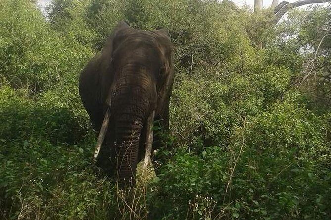 3 Days Serengeti National Park from Zanzibar - Key Points