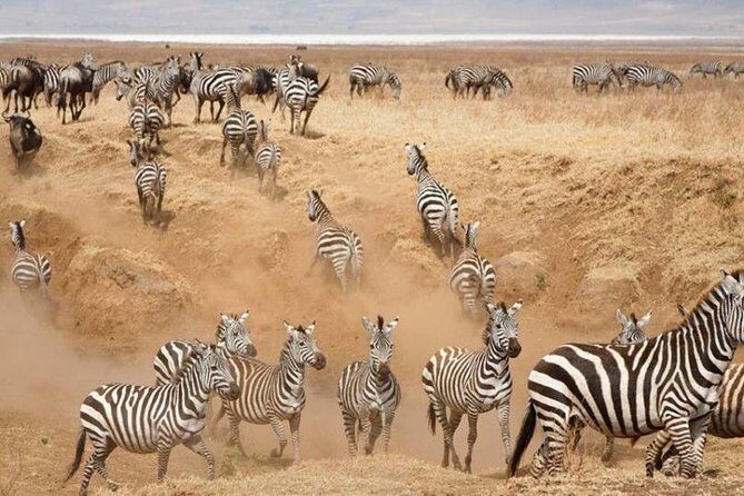 3 Days Serengeti National Park from Zanzibar - Detailed Breakdown of the Itinerary
