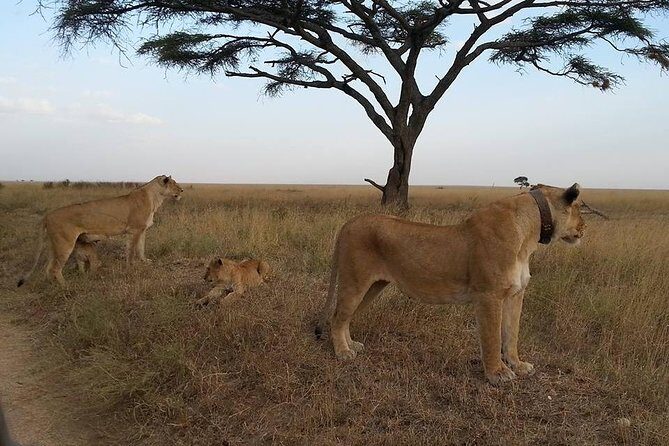 3 Days Serengeti National Park from Zanzibar - Cost and Value