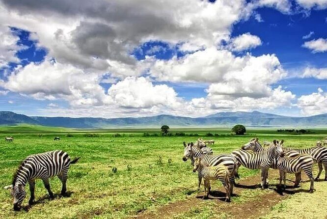 3 Days Serengeti National Park from Zanzibar - Authenticity and Experience Quality