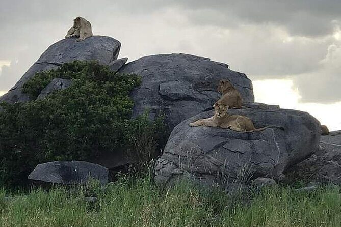 3 Days Serengeti National Park from Zanzibar - Who is This Tour Best For?