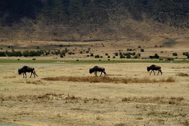 3-Days Serengeti National Park from Zanzibar with Flights - Key Points
