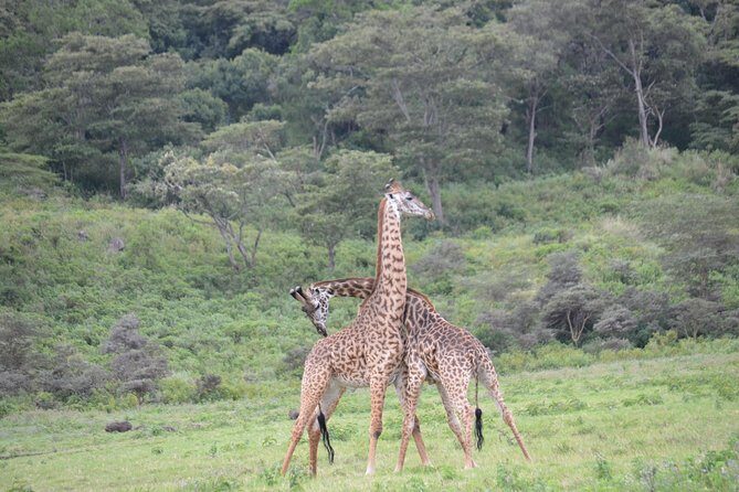 3 Days Serengeti & Ngorongoro Crater group safari - Why choose this safari?