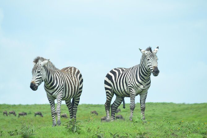 3 Days Serengeti & Ngorongoro Crater group safari - The reviews reveal a lot