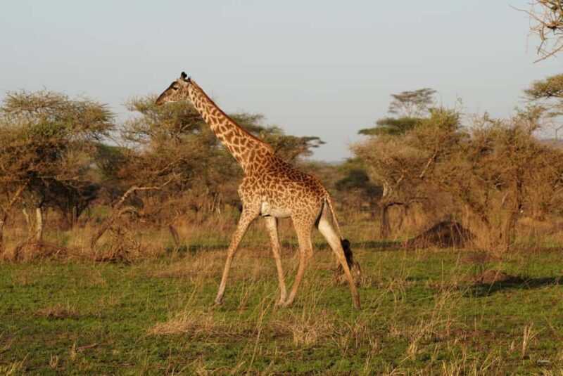 3 Days Serengeti & Ngorongoro Group Camping Safari - An In-Depth Look at the 3-Day Safari Experience