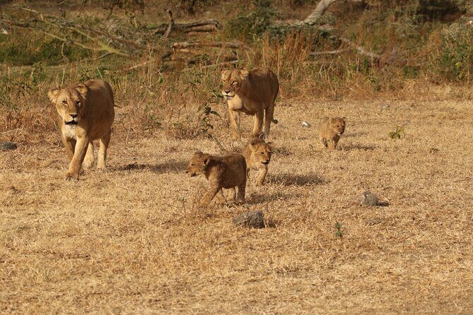 3 Days Serengeti & Ngorongoro Group Camping Safari - Exploring the 3 Days Serengeti & Ngorongoro Group Camping Safari