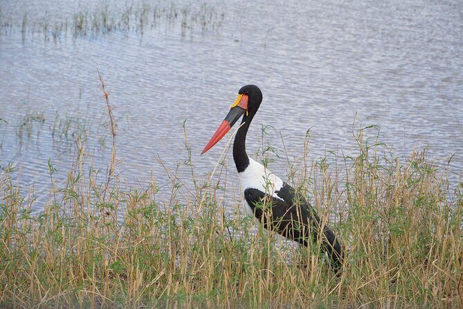 3 Days Serengeti & Ngorongoro Group Camping Safari - Key Points