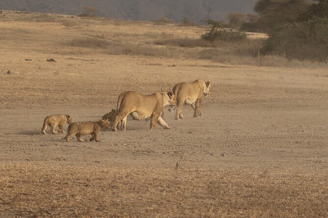 3 Days Serengeti & Ngorongoro Group Camping Safari - What Makes This Safari Stand Out?