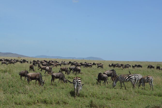 3 Days Serengeti & Ngorongoro Group Camping Safari - Practical Details & Considerations