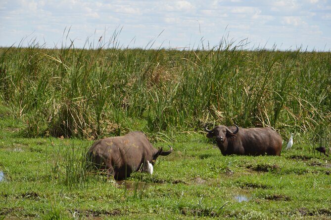 3 Days Serengeti & Ngorongoro Group Camping Safari - Who Is This Tour Best For?