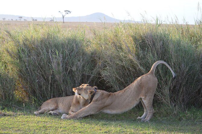 3 Days Serengeti & Ngorongoro Group Camping Safari - The Sum Up