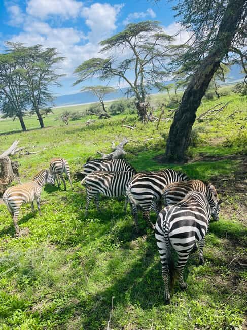 3 Days Serengeti Ngorongoro Group Joining Safari - What to Expect: Practical Details and Considerations