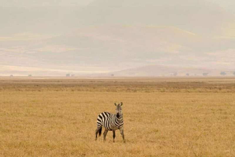 3 Days Serengeti & Ngorongoro Group Mid-range Safari - Practical Tips for Travelers