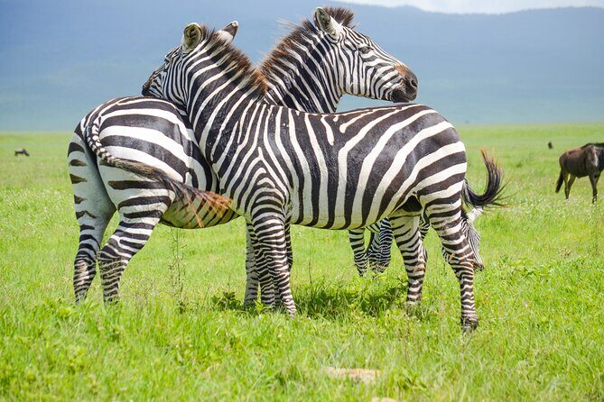 3 Days Serengeti & Ngorongoro Lodge Safari - Key Points
