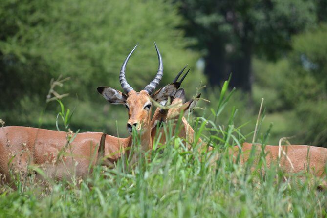 3 Days Serengeti & Ngorongoro Lodge Safari - Final Thoughts: Is This Safari Right for You?