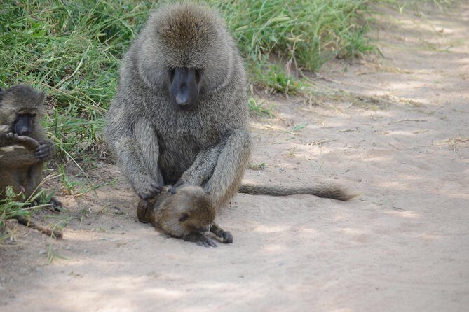 3 Days Serengeti & Ngorongoro Lodge Safari - FAQ