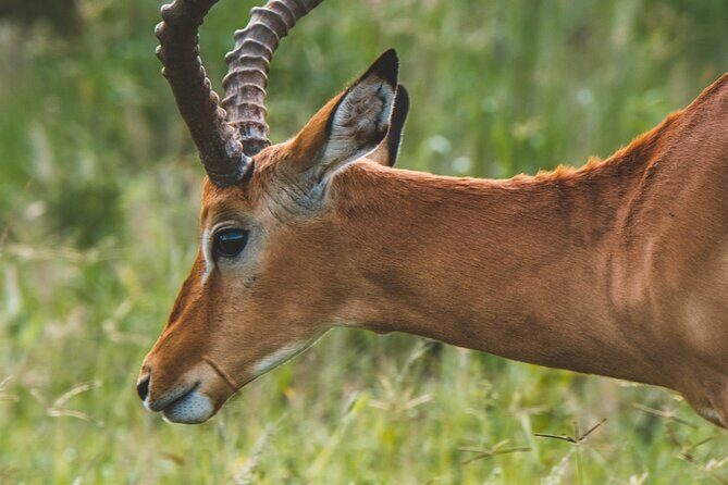 3 Days Shared Safari Tour Tanzania - Day 3: Lake Manyara — A Bird and Monkey Paradise