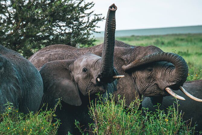 3 Days Shared Safari Tour Tanzania - Whats Included and Whats Not?
