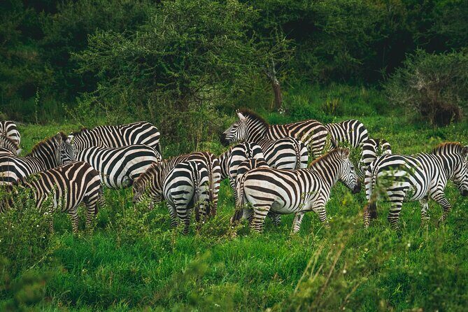 3 Days Shared Safari Tour Tanzania - The Experience: What Travelers Say