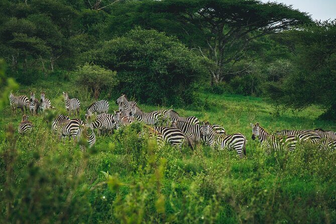 3 Days Shared Safari Tour Tanzania - Practical Details and Considerations