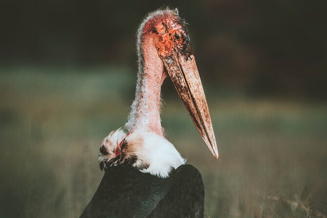 3 Days Shared Safari Tour Tanzania - Who Will Love This Safari?
