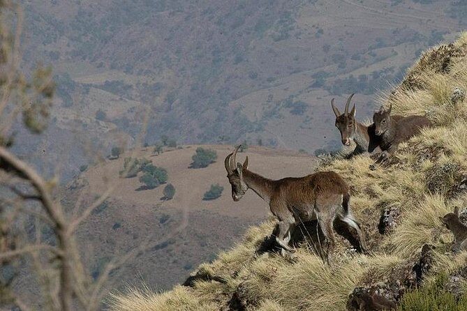 3 Days Simien Mountains Trekking - Who Should Consider This Trek?