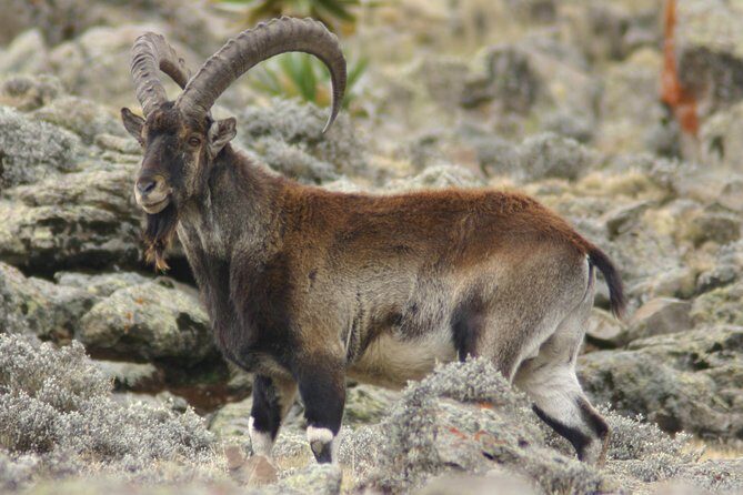 3 Days Simien Mountains Trekking - Final Thoughts