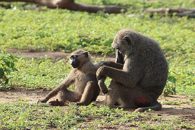 3 Days Sunrise Elephant Safari-Mole Park with -Round Trip Flight - Who Will Love This Tour?